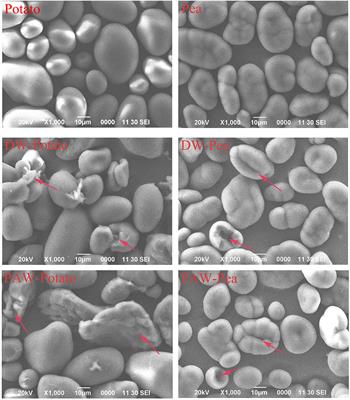 Understanding the Structure, Thermal, Pasting, and Rheological Properties of Potato and Pea Starches Affected by Annealing Using Plasma-Activated Water